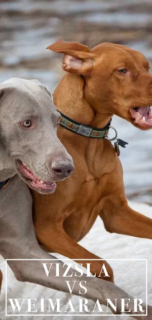 Weimaraner Dog Wallpapers Screenshot 3