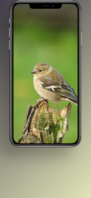Green  Backgrounds- Wallpapers Screenshot 2