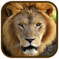 Animal Images App