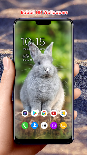 Rabbit HD Wallpapers Screenshot 3
