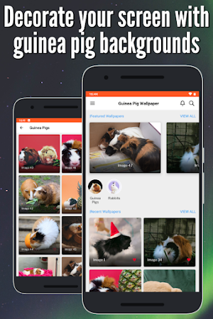 Guinea Pig Wallpaper: Full HD Screenshot 3