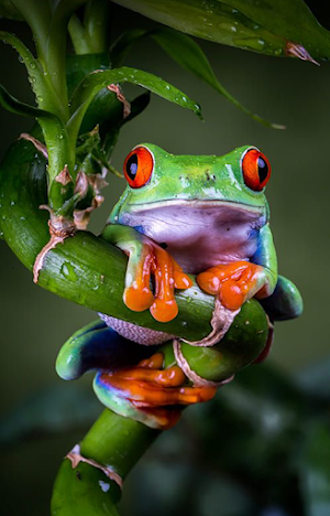 Wallpaper Green Frog Hd 2021 Screenshot 3