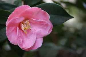Camellia Flower Wallpapers Screenshot 0