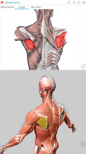 Visual Acupuncture 3D Screenshot 2