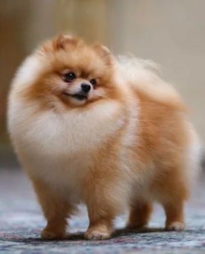 Pomeranian Dog Wallpapers Screenshot 2