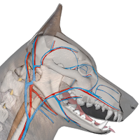 3D Dog Explorer