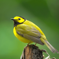 Warbler Bird Sounds