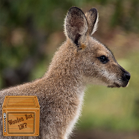 kangaroo wallpaper