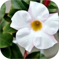 Mandevilla Flower WalL