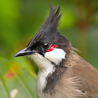 Red-whiskered Bulbul Sounds