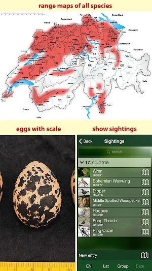 All Birds Switzerland Screenshot 2