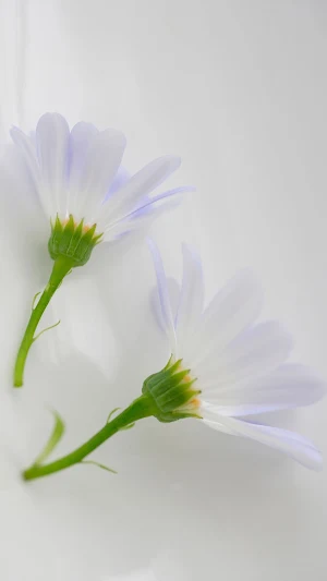 Cineraria Wallpaper Screenshot 0