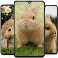 Rabbit Wallpaper HD
