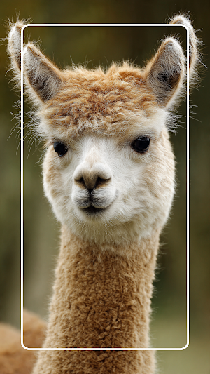 Alpaca Wallpaper HD Screenshot 1