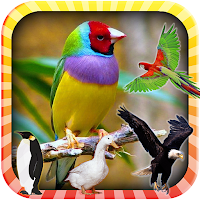 Learn the Birds