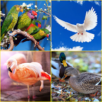 Duck, Flamingo, Parrot, Pigeon Wallpapers