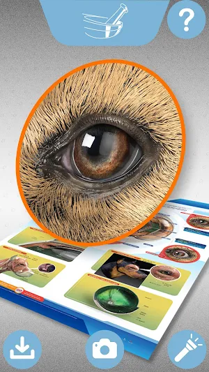 LappSantgar Screenshot 1