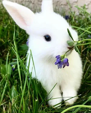 Bunnies Wallpapers HD Screenshot 1