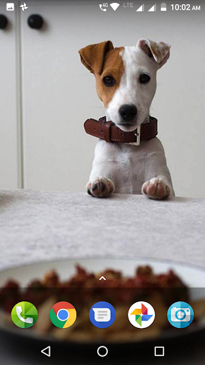 Cute Puppies Wallpaper Screenshot 1