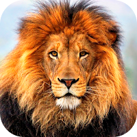 Animal Wallpaper 2023