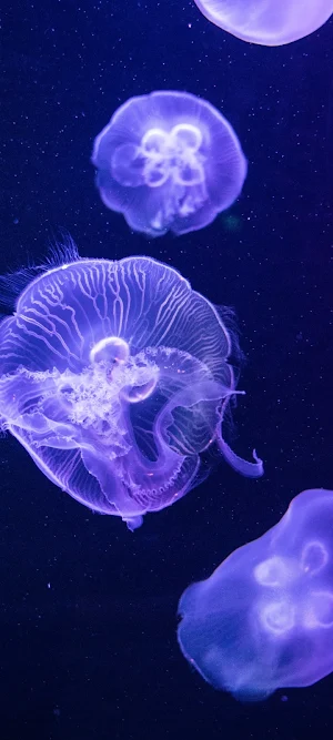 fish wallpaper خلفيات اسماك HD Screenshot 0