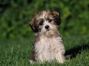 Cute Puppy Wallpaper HD Screenshot 1