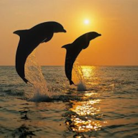 Dolphin Wallpapers 4k HD
