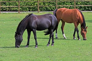 Black horse wallpapers Screenshot 3