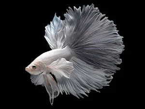 Betta Fish Wallpaper HD Screenshot 2