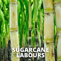 SugarCane Labour| ऊसतोड कामगार