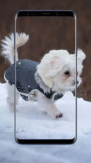 Maltese Dog Wallpapers Screenshot 2