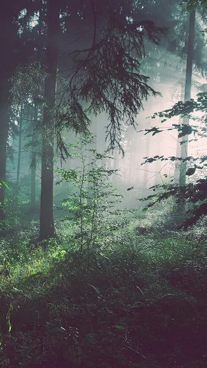 enchanted forest wallpaper Screenshot 0