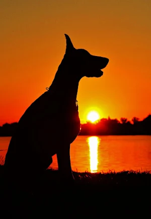 Dobermann Dog Wallpapers Screenshot 3