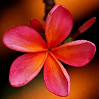 Plumeria Flower Wallpapers