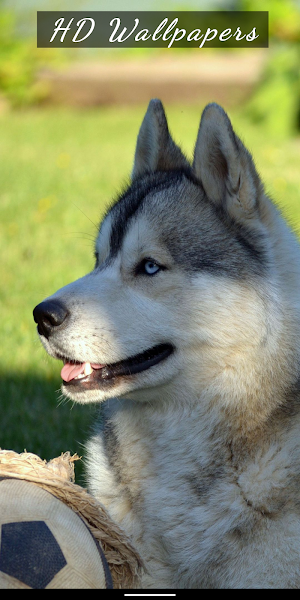 Dog & Puppy HD Wallpapers Screenshot 0