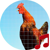 Funny Chicken Sounds ~ Sboard.pro