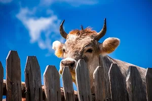 Cow wallpapers Screenshot 2