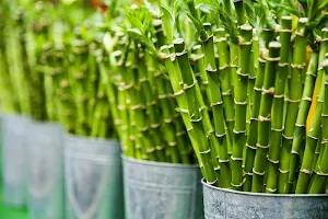 Bamboo wallpapers Screenshot 1