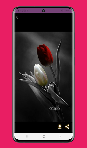 صور وخلفيات ورد رائعة بدون نت Screenshot 1