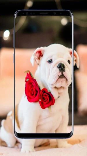 Dog Wallpapers Screenshot 3