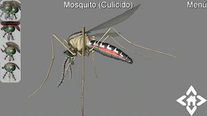 3D Mosquito Explorer Screenshot 2