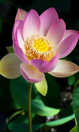 Beautiful flowers 🌺 Gif - Colorful Flowers in HD Screenshot 2