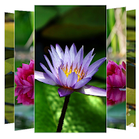 Water Lilies Flower Wallpapers
