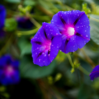 Morning Glory Wallpaper