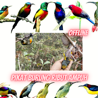 Pikat Burung Ribut Ampuh