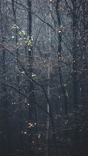 Fall Wallpapers 2022 Screenshot 0