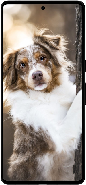 Australian Shepherd Wallpapers Screenshot 3