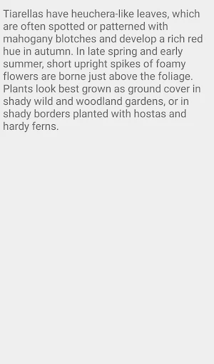 Tiarella Sugar And Spice Screenshot 3