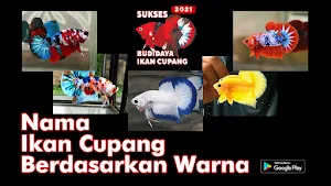 Cara Ternak Ikan Cupang 2021 L Screenshot 1