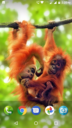 Monkey Wallpaper Screenshot 0